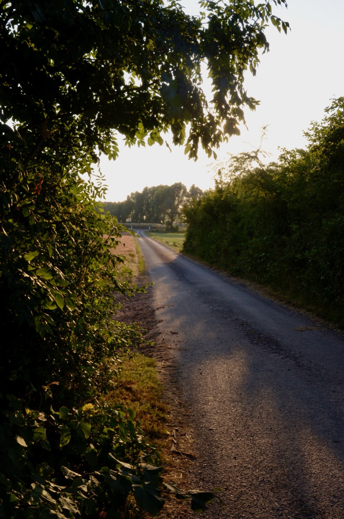 Landweg door de polder bij zonsondergang